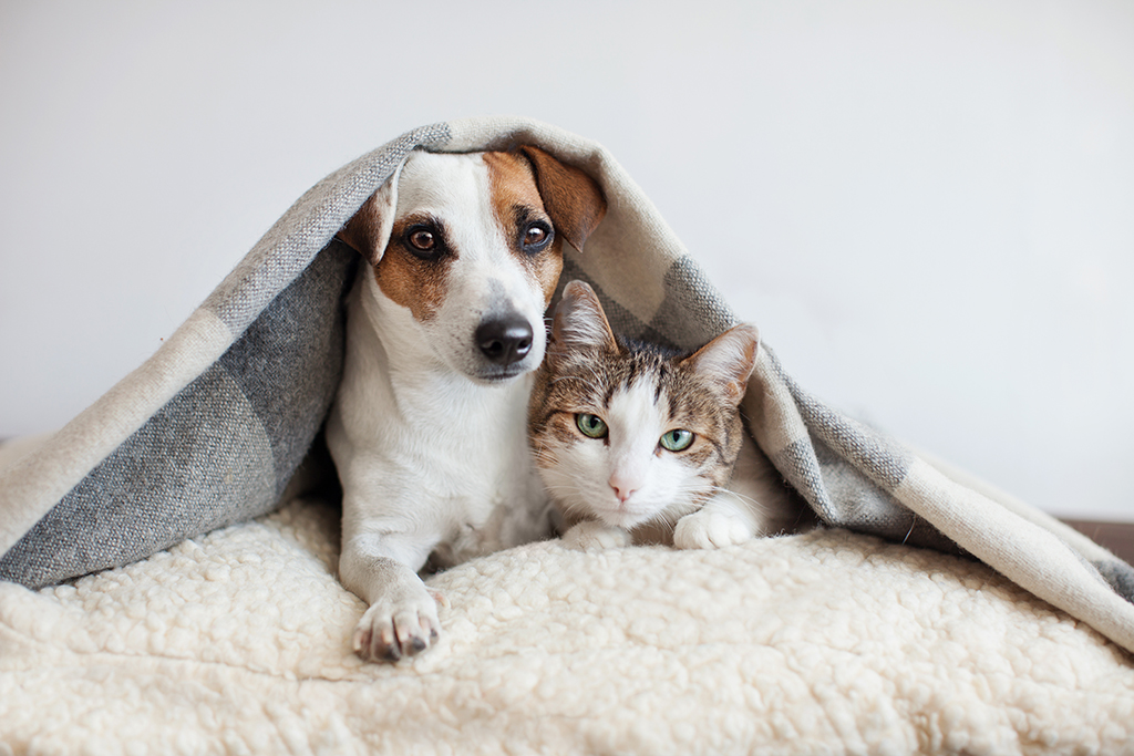 4.多頭飼育はNGなことが多い